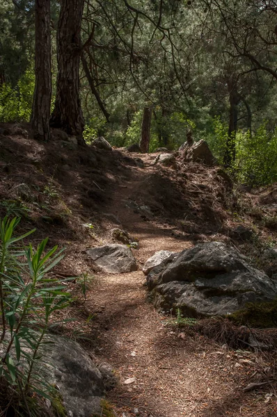 Schöne einsame Straße im dichten Wald, Türkei — Stockfoto