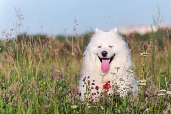 portre mutlu Sibirya samoyed husky parkta yaz çim üzerinde