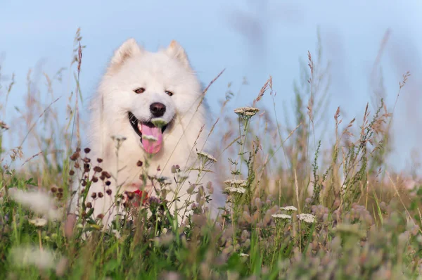 Ritratto felice siberiano samoyed husky nel parco su erba estiva — Foto Stock
