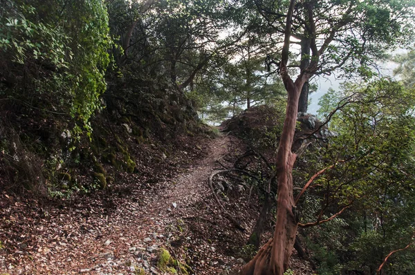 Hermoso camino solitario en el denso bosque, Turquía —  Fotos de Stock