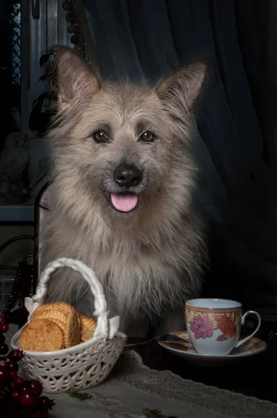 Hund dricka te vid ett bord med kakor, koppar och blommor — Stockfoto