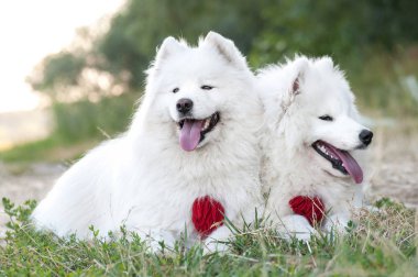 çim yaz parkta iki köpek Sibirya samoyed husky