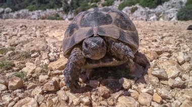 büyük yaşlı kaplumbağa türkiye'de taş yol geçer