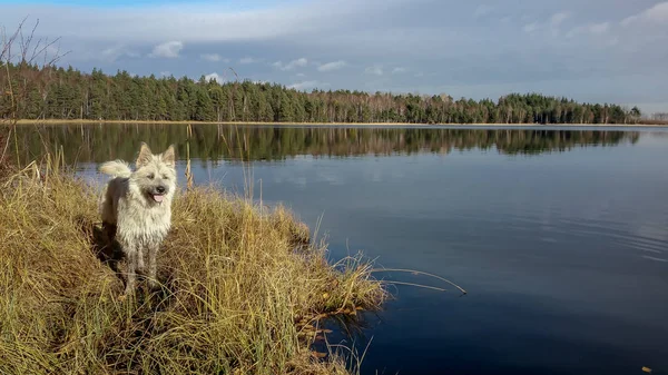 Retrato feliz perro blanco en el parque hierba otoño en el lago —  Fotos de Stock