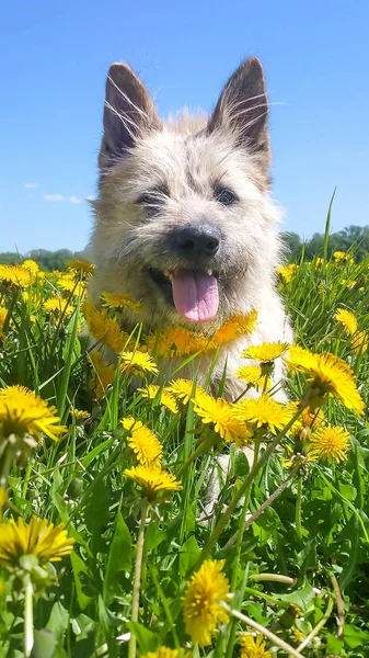Портрет белой собаки, улыбающейся в парке одуванчиков на траве в летнем лесу — стоковое фото