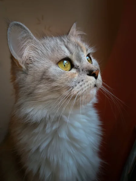 Portret pięknego kota siedzą na brązowym tle — Zdjęcie stockowe