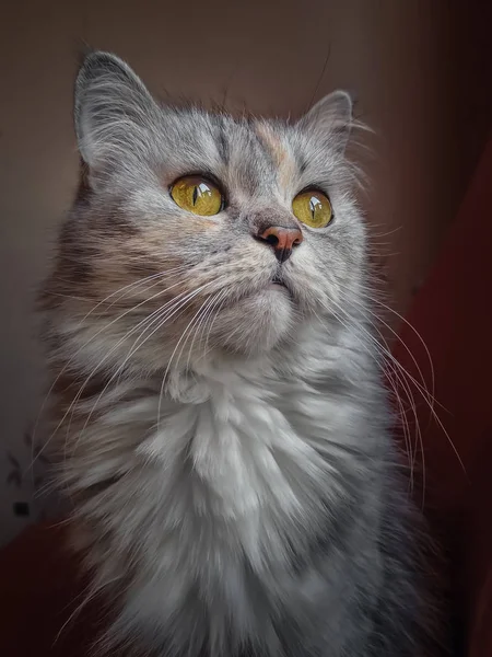 Portret van mooie kat zitten op bruine achtergrond — Stockfoto