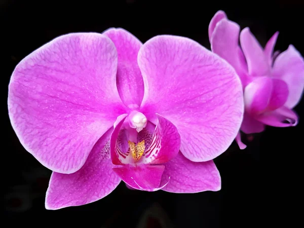 beautiful flower purple Moth Orchid, Phalaenopsis in dark