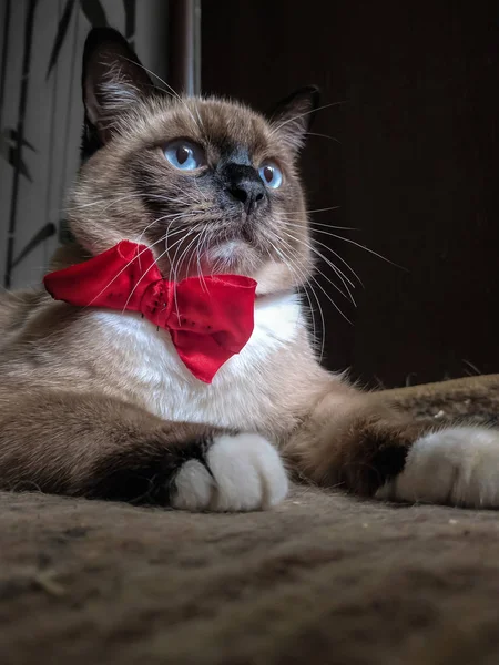 赤い弓で床に横たわっているスノーシュー猫 — ストック写真