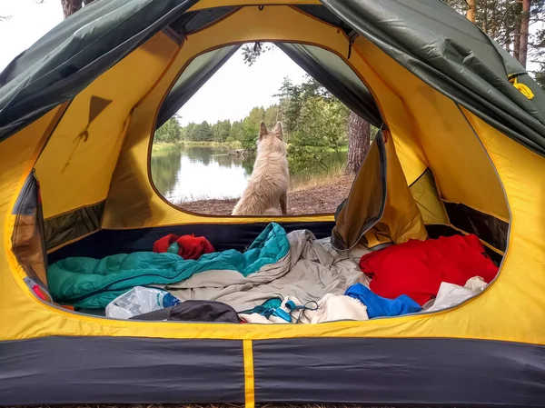 Hunden njuter av utsikten från tältet och förmyndaren och skyddar det lilla hemmet. — Stockfoto