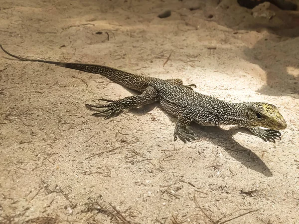 Retrato de lagarto monitor ao vivo, varan no chão de areia, Tailândia — Fotografia de Stock