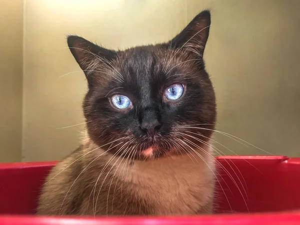 Retrato de gato de snowshoe marrom escuro com olhos azuis em casa — Fotografia de Stock