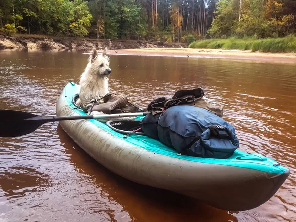 The dog is sitting in blue kayak with things aground and wait capitan — Stock Photo, Image