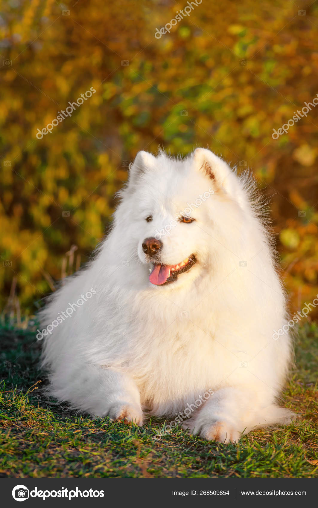 Husky Dog Siberian Samoyed Dog Dog Breeds Samoyed Hypoallergenic