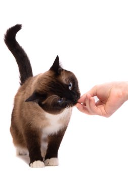 Portre kahverengi kar ayakkabısı Siyam kedi elden yemek yeme, beyaz izole