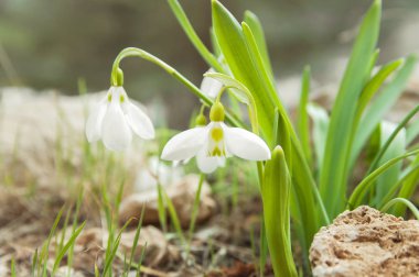 Ormanda yetişen kardelen bahar çiçekleri