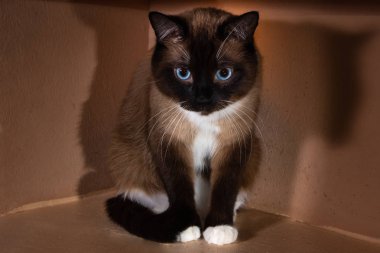 ile rafta yatan portre kahverengi kar ayakkabısı kedi