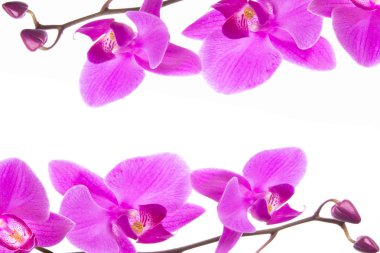 güzel çerçeve mor Phalaenopsis orkide çiçekler, beyaz arka plan üzerinde izole