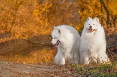 Au parkta iki güzel Portreler sibirya samoyed husky köpek
