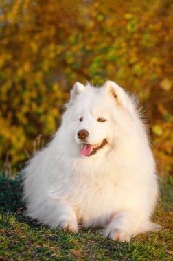 Güzellik portresi sonbaharda parkta sibirya samoyed husky köpek 