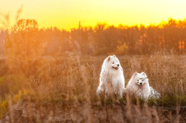 Güzellik portreler sonbaharda parkta sibirya samoyed husky köpek
