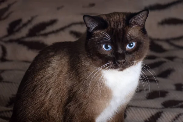 Closeup portrait brown snowshoe cat sitting on a blanket — Stock Photo, Image