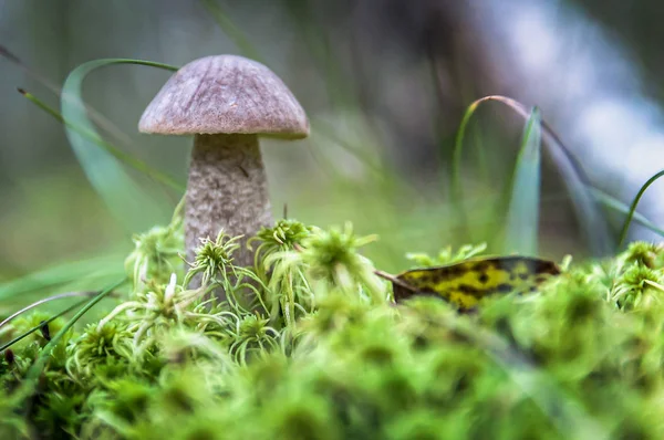 Słodki grzyb bułka grosik rośnie w trawie. Piękna mała brązowa czapka cep jest w centrum uwagi. — Zdjęcie stockowe