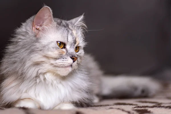 Portriat de gato no fundo sofá marrom — Fotografia de Stock