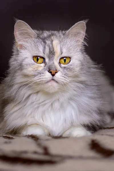 Portriat de gato sobre fondo de sofá marrón mirando hacia adelante —  Fotos de Stock