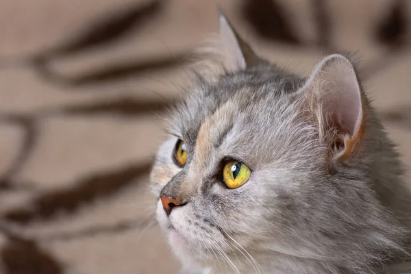 Primer plano Portriat de gato sobre fondo de sofá marrón — Foto de Stock