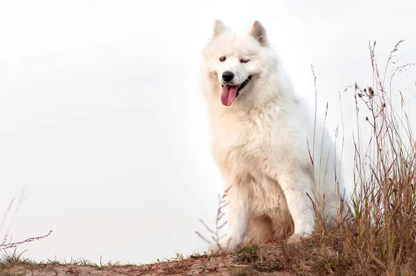 Siedząc szczęśliwy syberyjski Samoyed Husky siedzi w parku na jesieni s — Zdjęcie stockowe