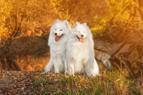 Dwa beautyful portrety syberyjski Samoyed Husky pies w Park na au — Zdjęcie stockowe