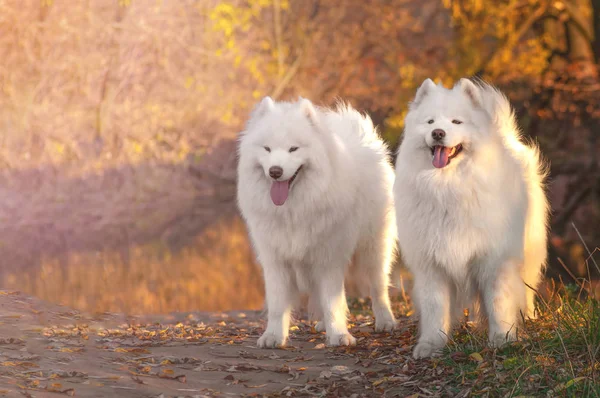 Dwa beautyful portrety syberyjski Samoyed Husky pies w parku na jesieni zachód słońca — Zdjęcie stockowe