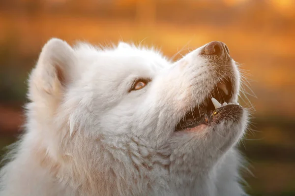 Zbliżenie beautyful portret syberyjski Samoyed Husky pies w Park na — Zdjęcie stockowe