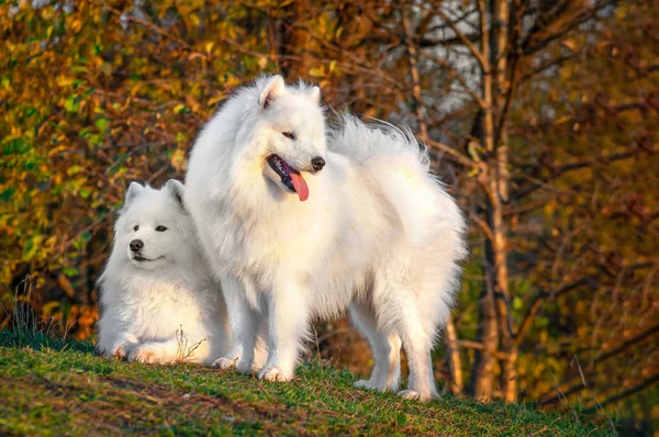 Dois belos retratos siberiano samoyed husky cão no parque no pôr do sol de outono — Fotografia de Stock