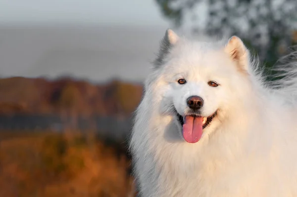 Närbild vacker porträtt Siberian samojed Husky hund i parken på höst solnedgång — Stockfoto