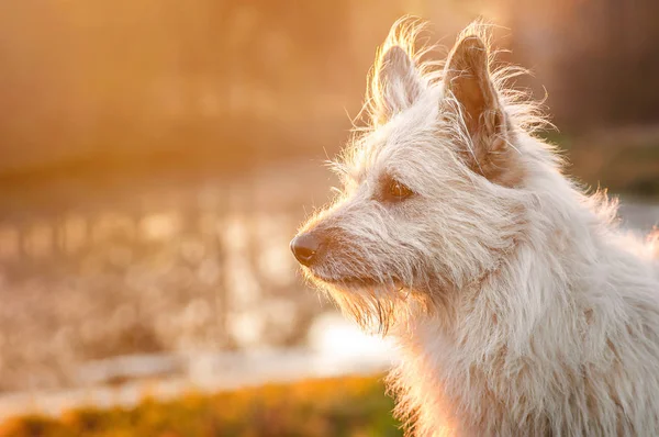 Primer plano hermoso perro retrato en el parque en la puesta de sol de otoño — Foto de Stock