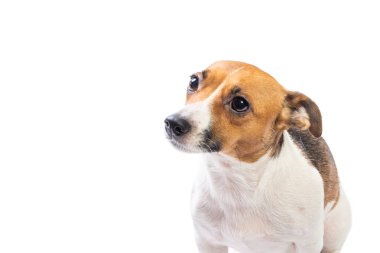 Portre Jack Russell Terrier karıştı, önünde duran, izole beyaz arka plan
