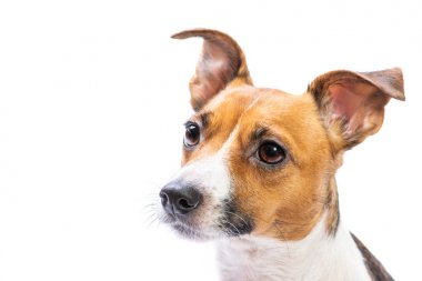 Portre Jack Russell Terrier, önünde duran, izole beyaz arka plan