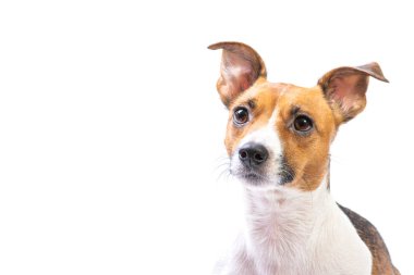 Closeup Portre Jack Russell Terrier, önünde duran, izole beyaz arka plan