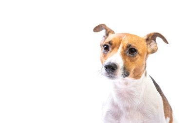 Closeup Portre Jack Russell Terrier, önünde duran, izole beyaz arka plan
