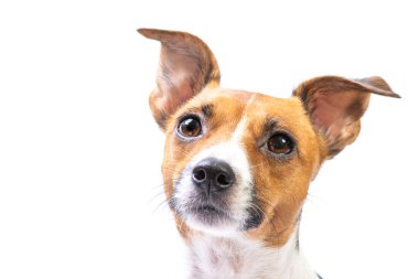 Closeup Portre Jack Russell Terrier, önünde duran, izole beyaz arka plan