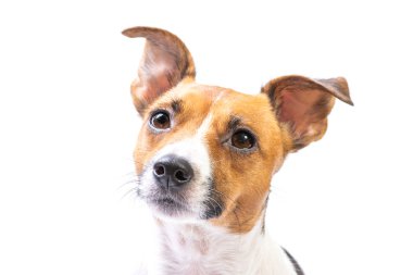 Closeup Portre Jack Russell Terrier, önünde duran, izole beyaz arka plan
