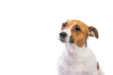 Portre Jack Russell Terrier karıştı, önünde duran, izole beyaz arka plan