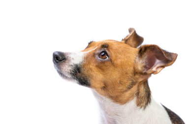 yan görünüm Portre Jack Russell Terrier, önünde duran, izole beyaz arka plan