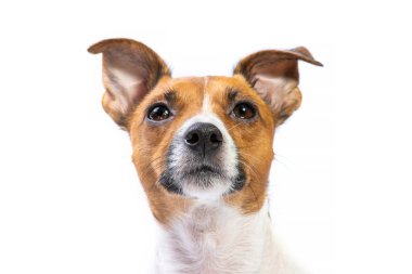 Closeup Portre Jack Russell Terrier, önünde duran, izolat