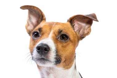 Closeup Portre Jack Russell Terrier, önünde duran, izole beyaz arka plan