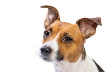 Closeup Portre Jack Russell Terrier, önünde duran, izole beyaz arka plan