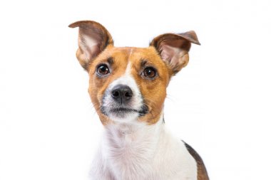 Closeup Portre Jack Russell Terrier, önünde duran, izolat
