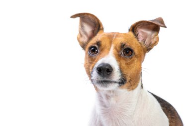 Closeup Portre Jack Russell Terrier, önünde duran, izole beyaz arka plan